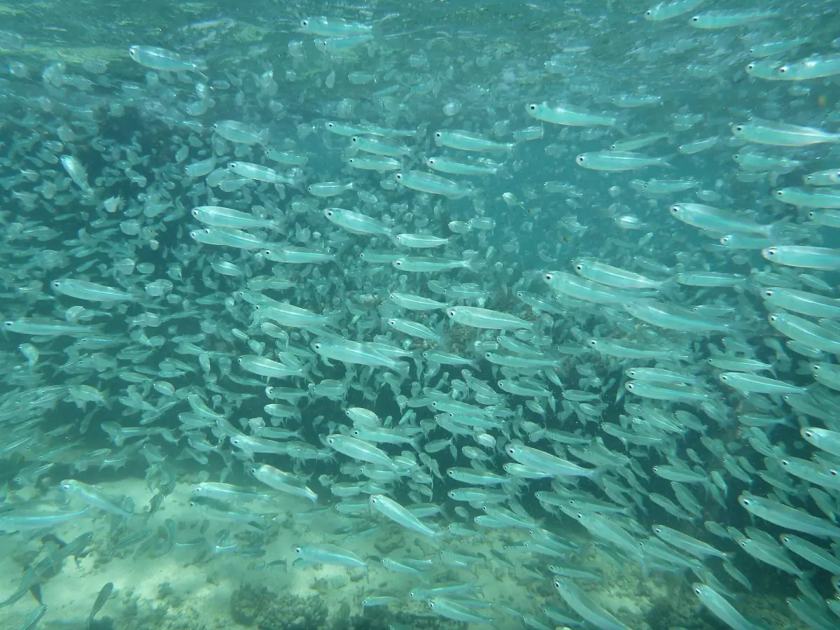 Ein dichter Fischschwarm in klarem Wasser vor Exmouth