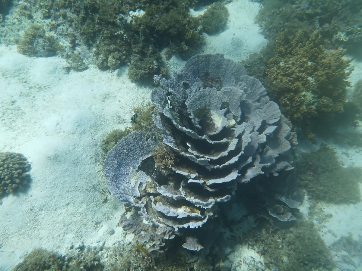 Hartkorallen in klarem Wasser am Ningaloo-Riff