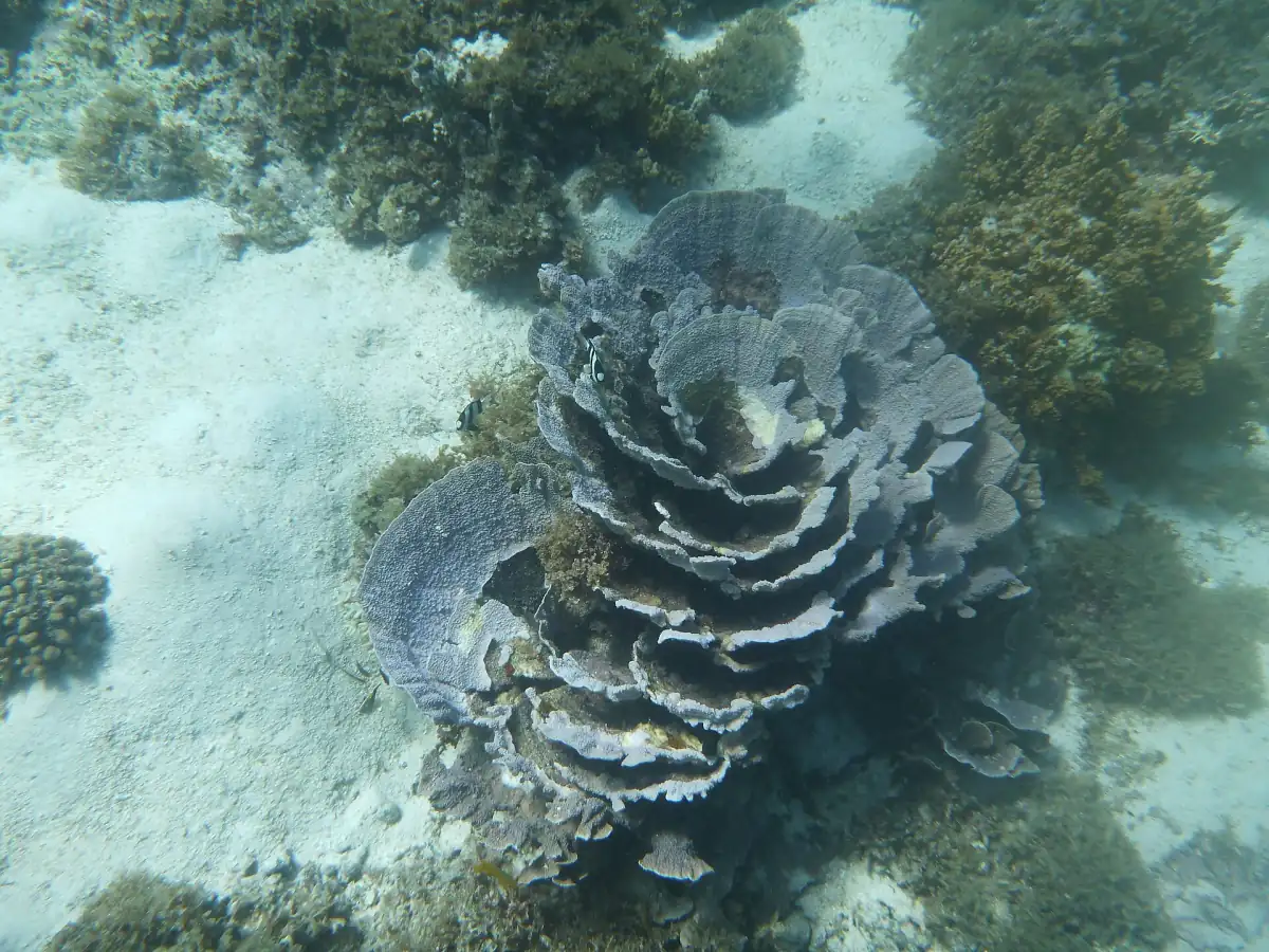 Hard coral in clear water at Ningaloo