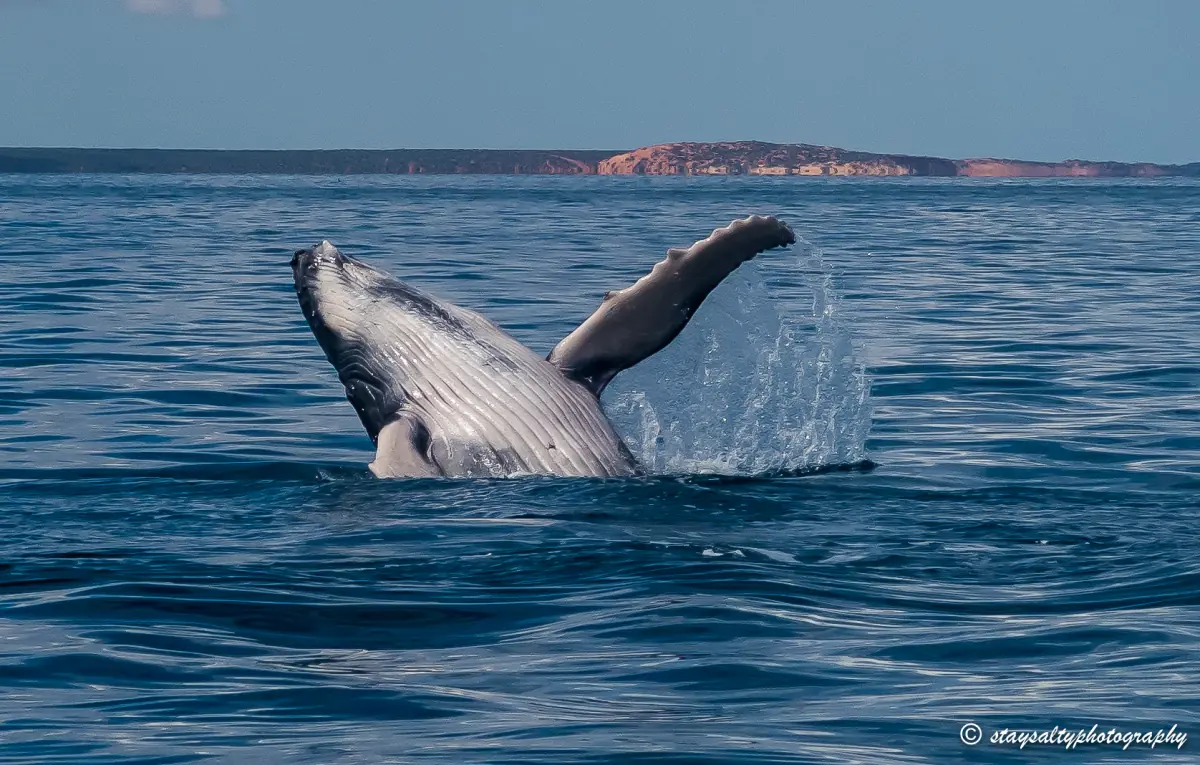Ein junger Buckelwal springt vor Westaustralien