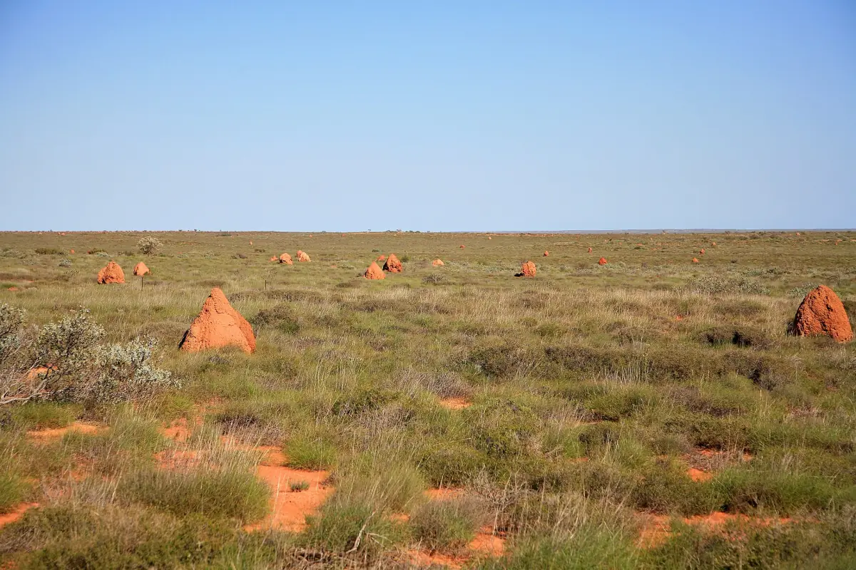 Termitenhügel in der Ebene bei der Cape Range