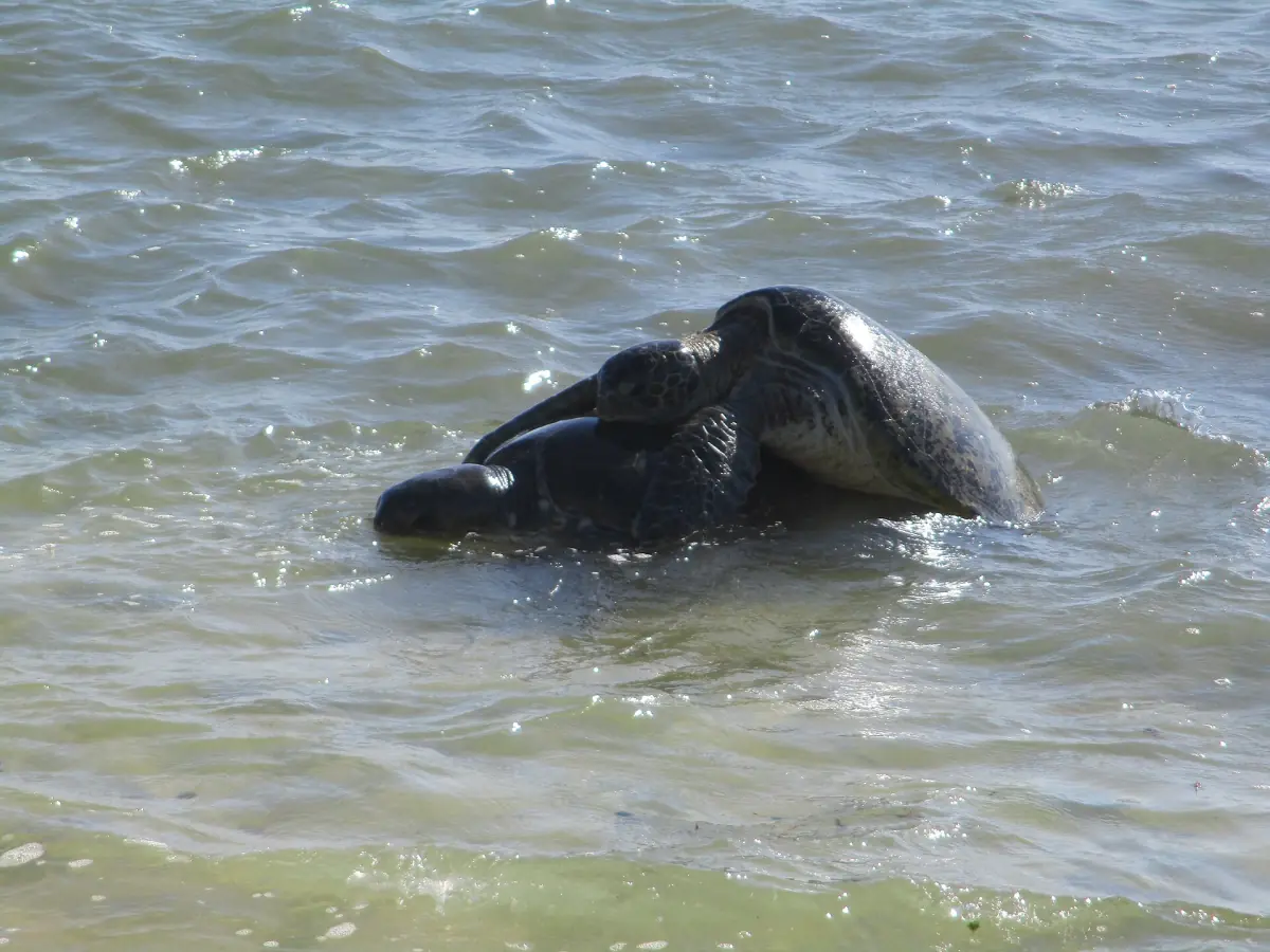 Eine Schildkröte taucht vor der Ningaloo-Küste auf