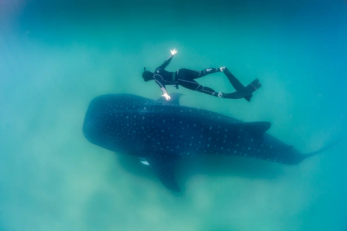 A freediver above a whale shark