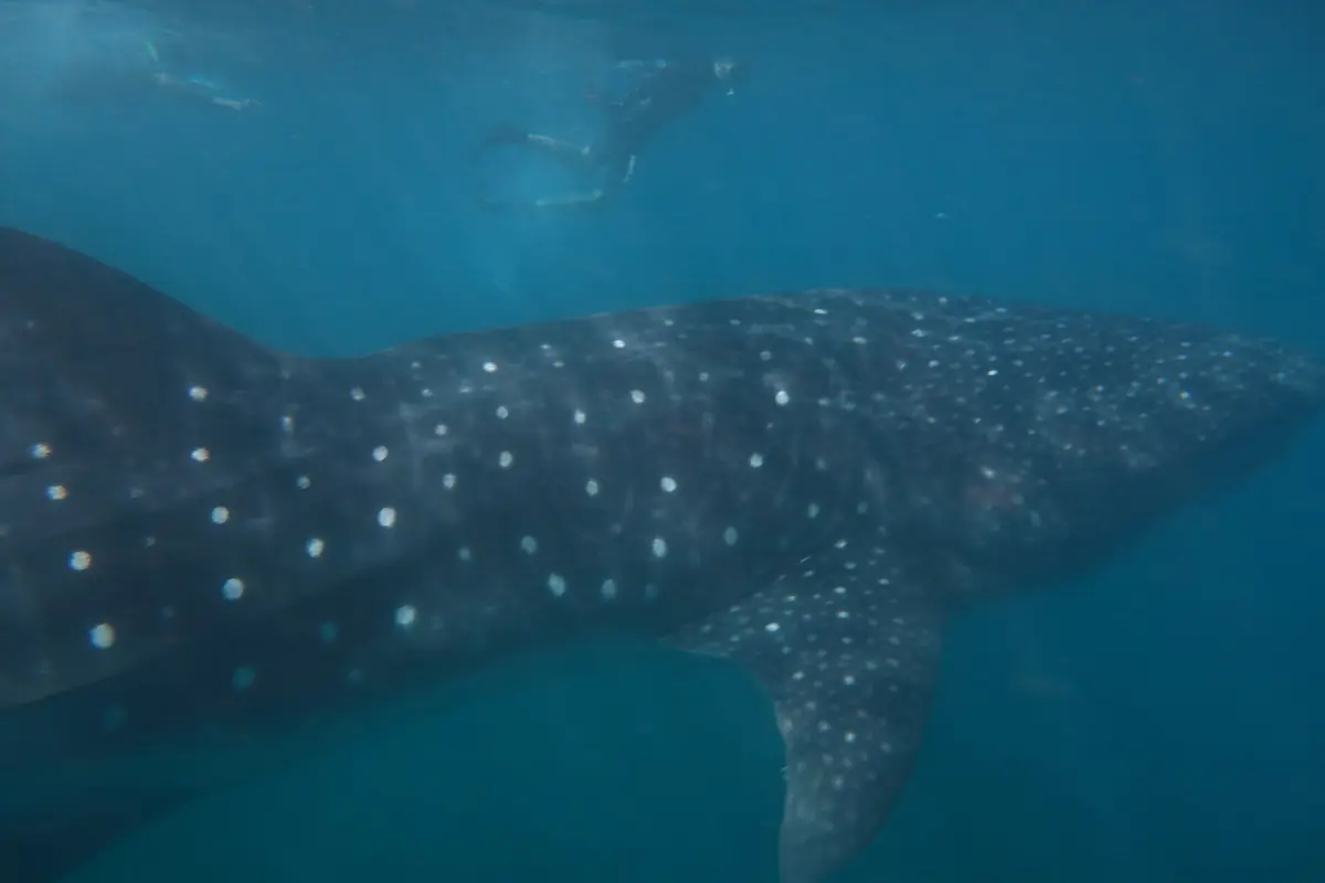 Ein Walhai am Ningaloo-Riff