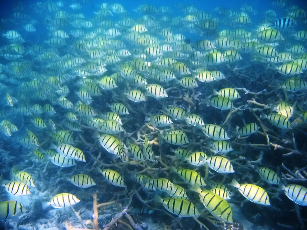 Gelbe Fische über dem Ningaloo-Riff